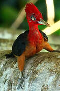 Red-necked Woodpecker