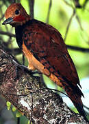 Ringed Woodpecker