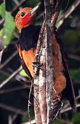 Ringed Woodpecker