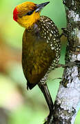 Yellow-throated Woodpecker