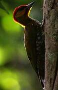 Yellow-throated Woodpecker