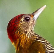 Golden-collared Woodpecker