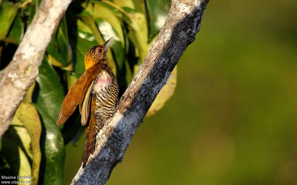 Pic de Cassin femelle adulte, identification