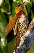 Golden-collared Woodpecker