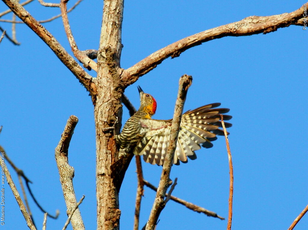 Golden-collared Woodpecker