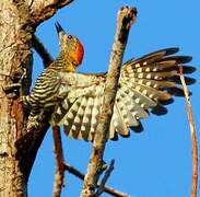 Golden-collared Woodpecker