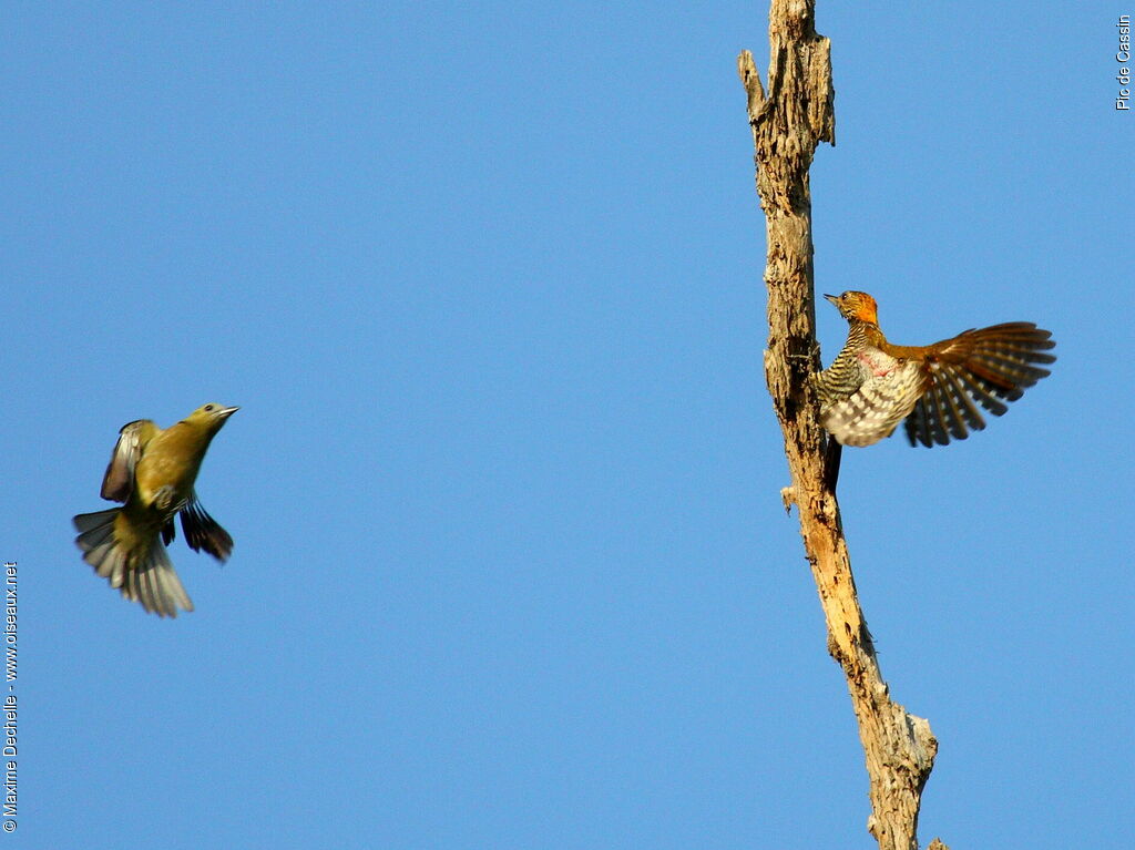 Golden-collared Woodpecker