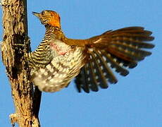 Golden-collared Woodpecker