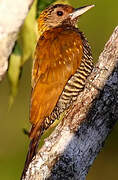 Golden-collared Woodpecker