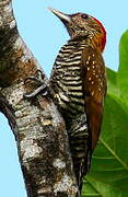 Golden-collared Woodpecker