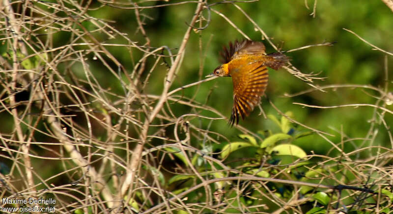 Golden-collared Woodpecker female adult, Flight