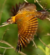 Golden-collared Woodpecker