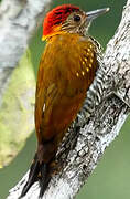 Golden-collared Woodpecker