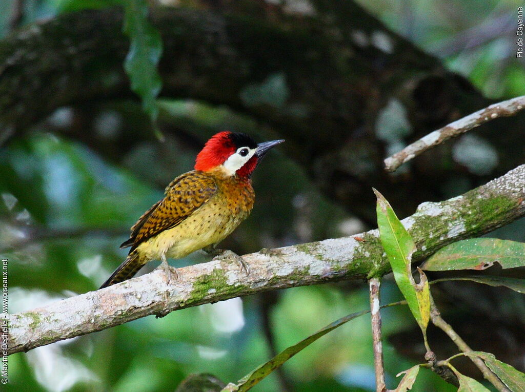 Pic de Cayenne mâle adulte, identification