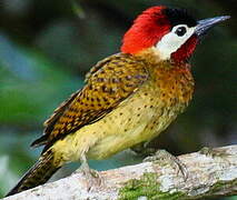 Spot-breasted Woodpecker