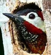 Spot-breasted Woodpecker