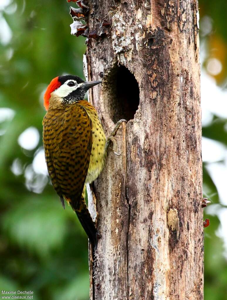 Spot-breasted Woodpecker female adult, Reproduction-nesting