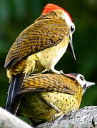 Spot-breasted Woodpecker