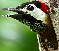 Spot-breasted Woodpecker