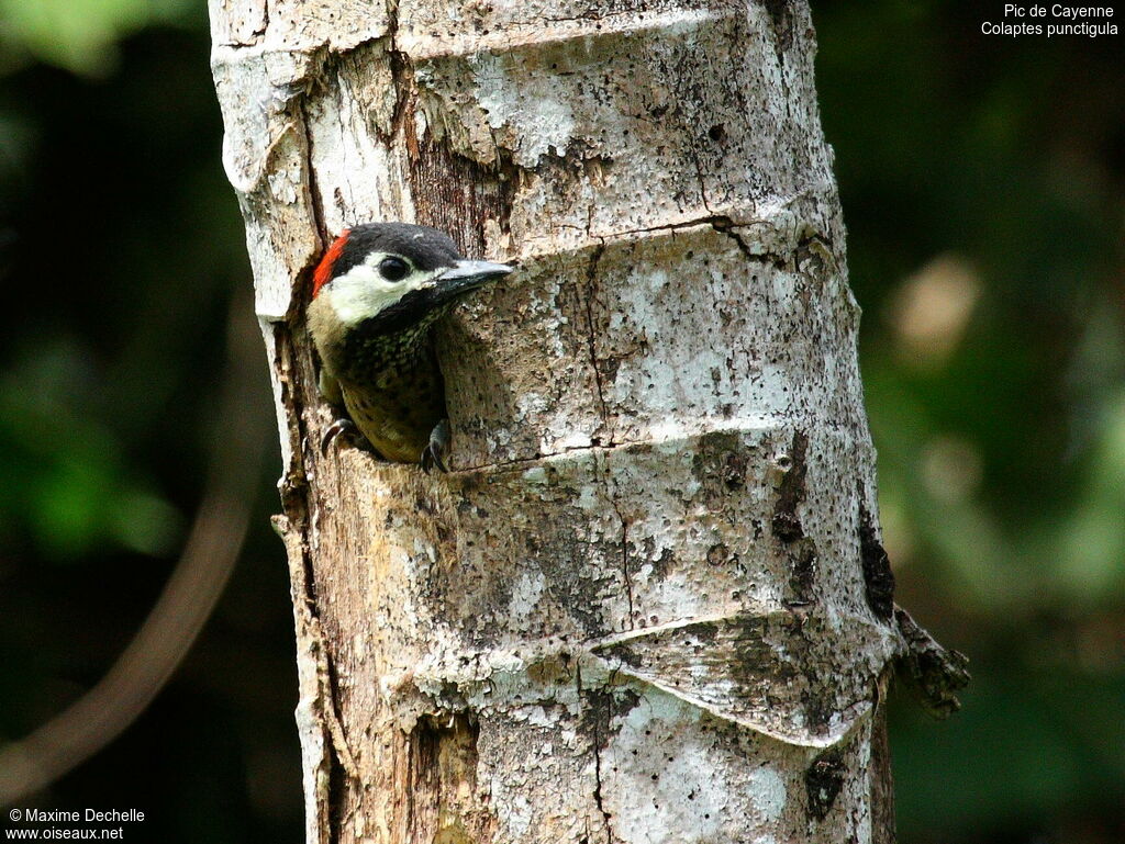 Spot-breasted Woodpeckerimmature, Reproduction-nesting