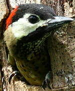 Spot-breasted Woodpecker