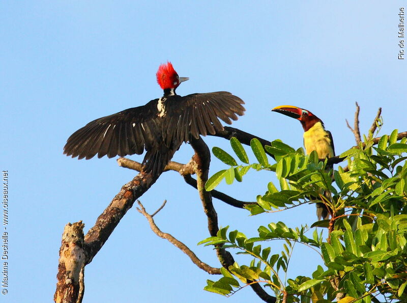 Crimson-crested Woodpecker male adult, identification, Behaviour