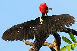 Crimson-crested Woodpecker