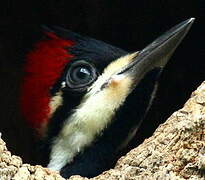 Crimson-crested Woodpecker