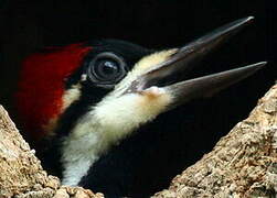 Crimson-crested Woodpecker