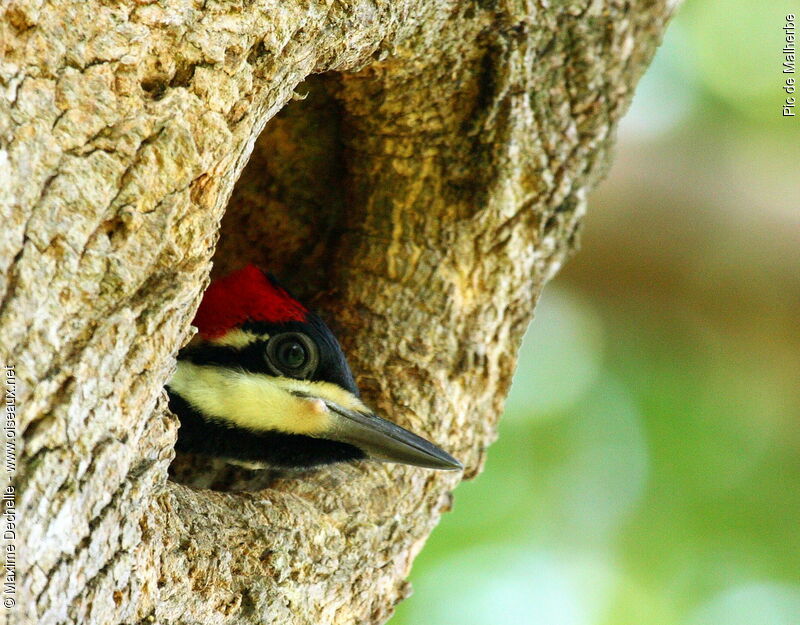 Crimson-crested Woodpecker female juvenile, identification, Reproduction-nesting