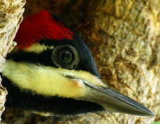 Crimson-crested Woodpecker