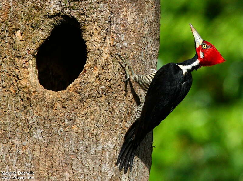 Crimson-crested Woodpecker male adult, identification, Reproduction-nesting