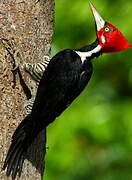 Crimson-crested Woodpecker