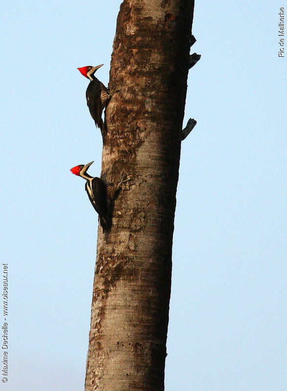 Crimson-crested Woodpecker adult, identification, Behaviour
