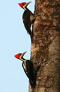 Crimson-crested Woodpecker