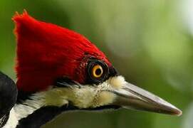 Crimson-crested Woodpecker