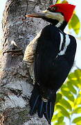 Crimson-crested Woodpecker