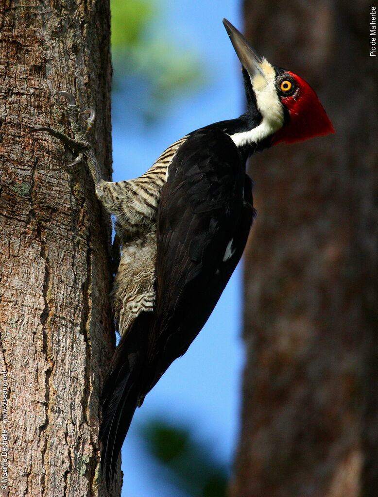 Pic de Malherbe femelle, identification