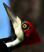 Crimson-crested Woodpecker