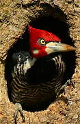 Crimson-crested Woodpecker