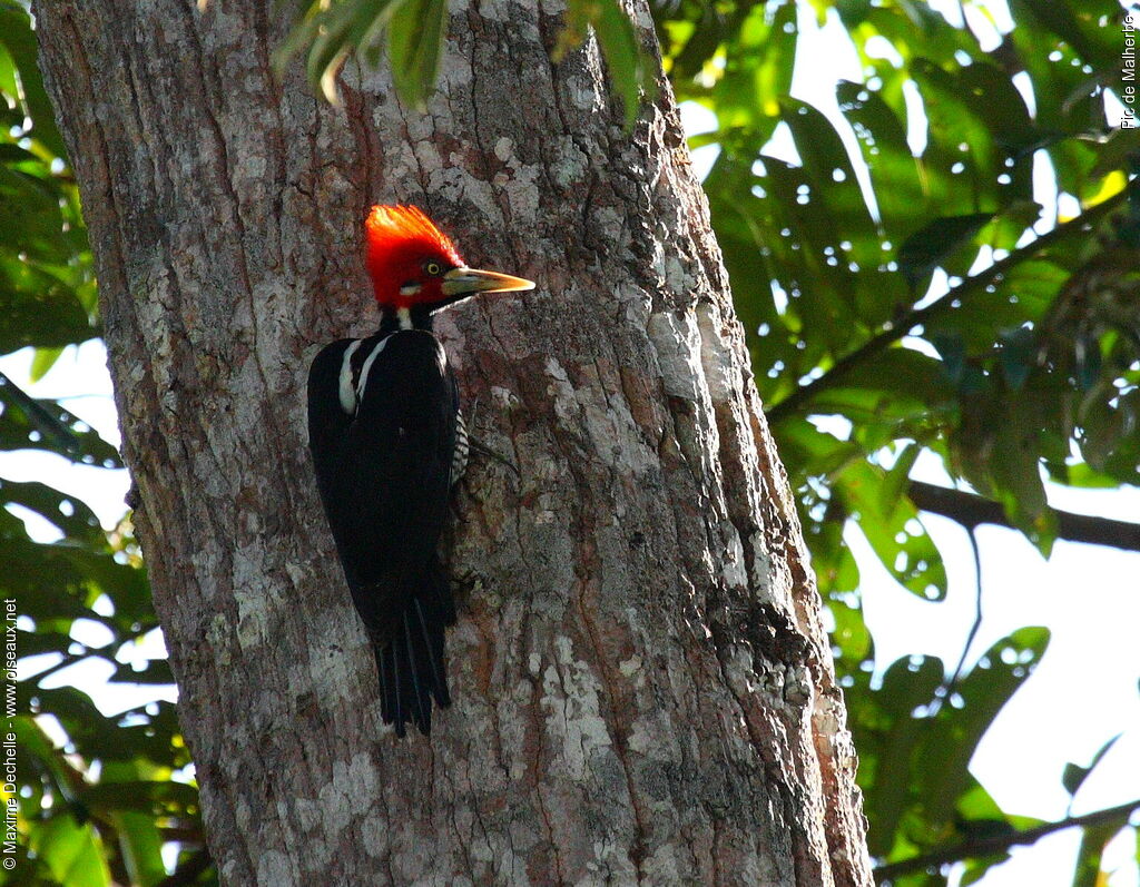 Crimson-crested Woodpecker male adult