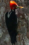 Crimson-crested Woodpecker