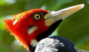 Crimson-crested Woodpecker