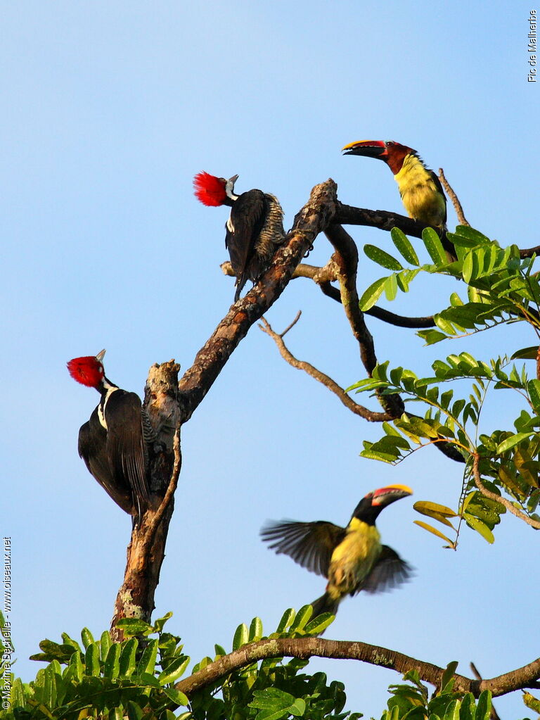 Crimson-crested Woodpecker adult