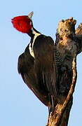 Crimson-crested Woodpecker