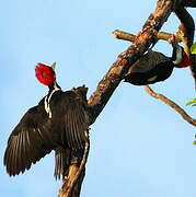 Crimson-crested Woodpecker