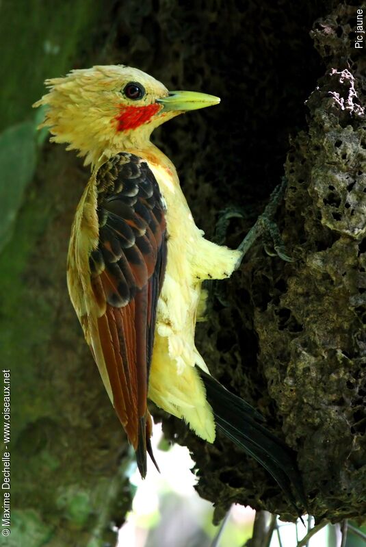 Cream-colored Woodpecker male adult, identification, feeding habits