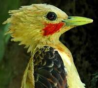 Cream-colored Woodpecker