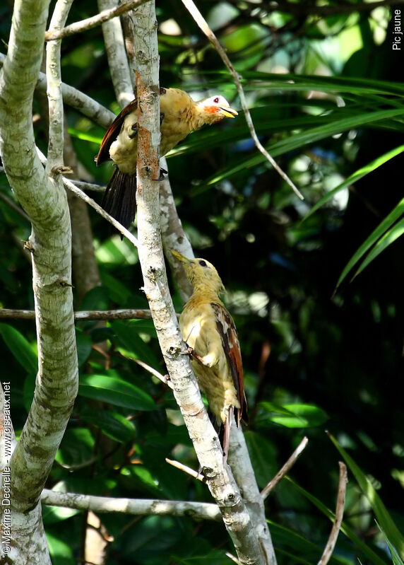Cream-colored Woodpecker adult, identification, Behaviour