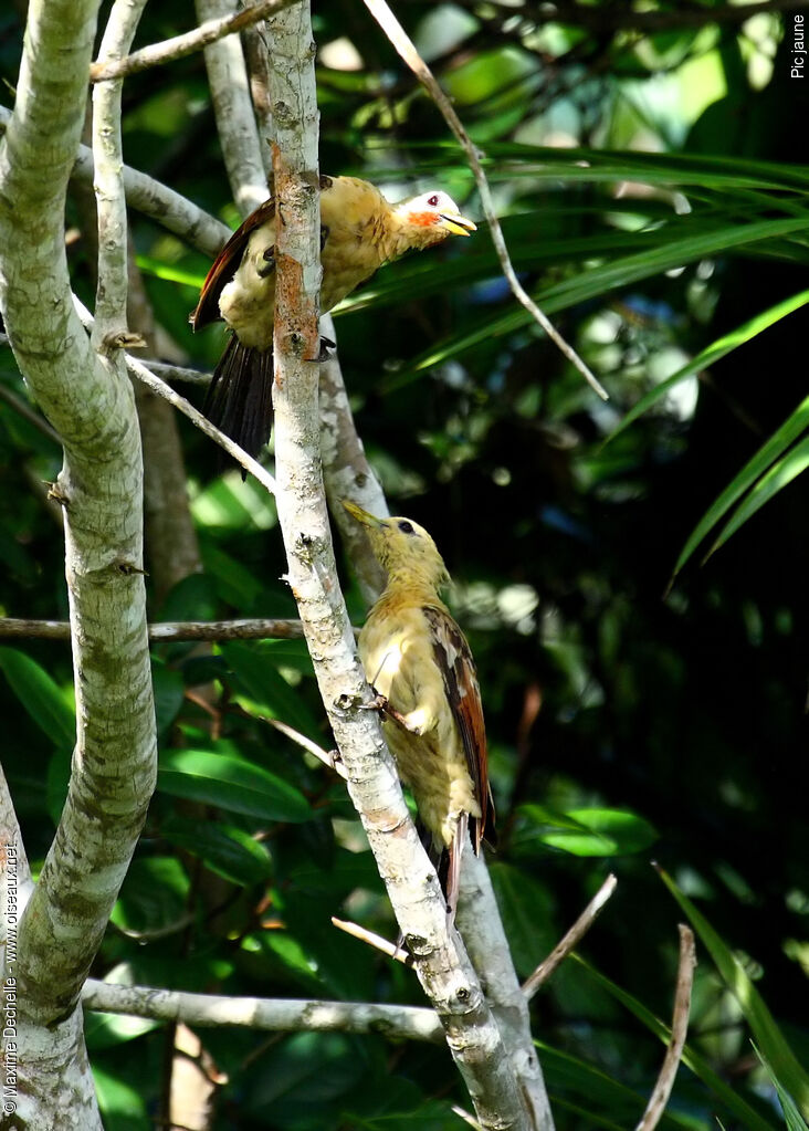 Cream-colored Woodpecker adult, identification, Behaviour